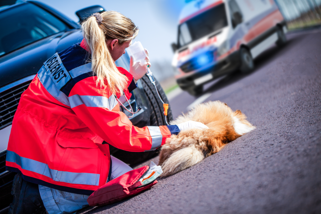Tierambulanz Chemnitz