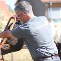 Pferdesicherung