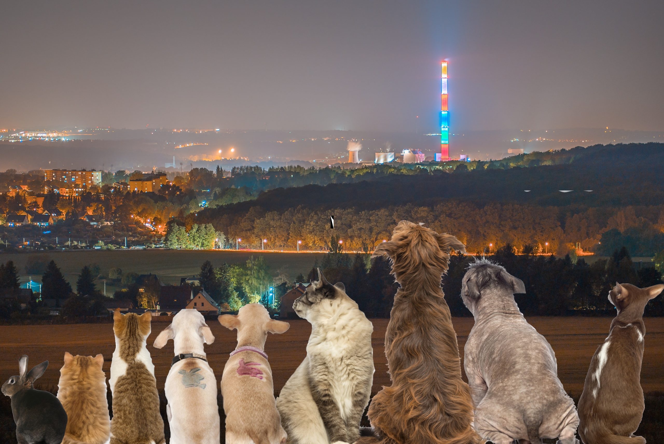 Facebook Gruppe Such- und Fundtiere Chemnitz